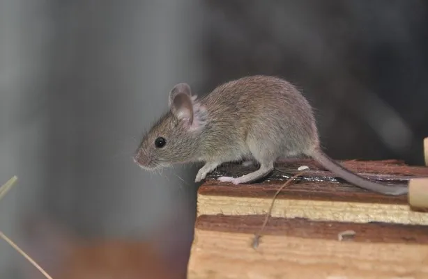 mouse
