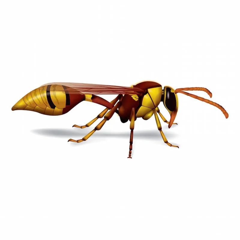 wasp-blog-2