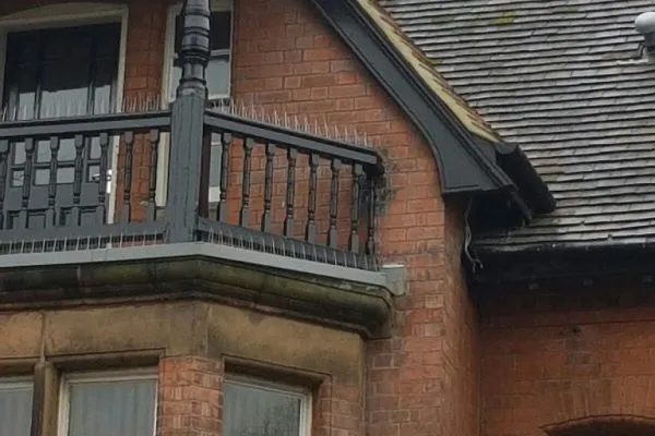 Pigeon Proofing 3
