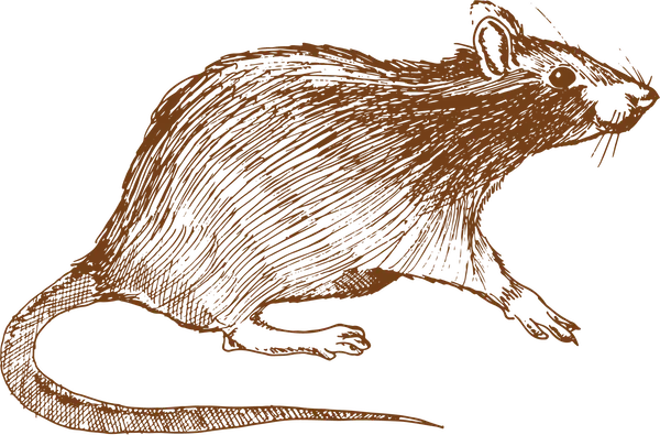 rat-picture2